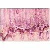 Copeland Flamingo 1 ft. 8 in. x 2 ft. 6 in. Abstract Accent Rug by Addison Rugs -Addison Rugs Sales flamingo addison rugs area rugs hdkc16fl20x30 64 1000